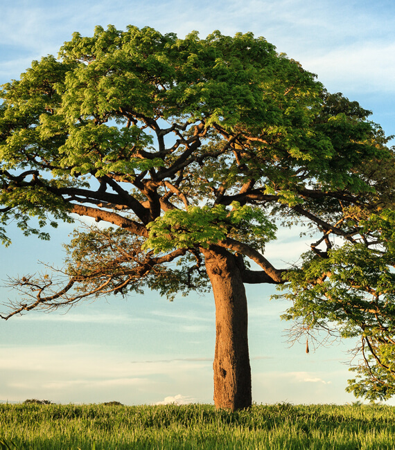 Where does it come from?